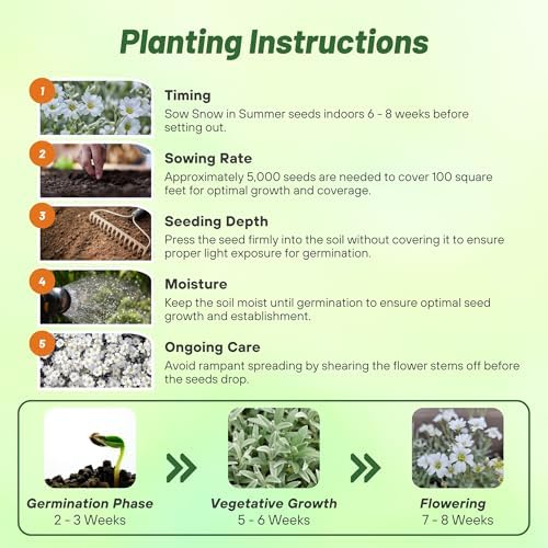 Outsidepride Snow in Summer Seeds - 5000 Pcs. Perennial, Drought-Tolerant & Easy to Grow, Ground Cover Seeds for Planting Silver Foliaged, White Blooms, Great for Rock Gardens, and Dry Landscapes - Image 5