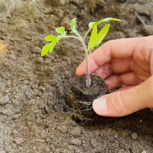 Farmers Bundle: Ready-to-Plant Seedlings, Starts, Plugs, Garden-Ready, Live Plants, Transplants, Pre-sprouted, for Soil Gardens (120 seedlings) - Image 3