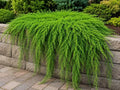 Running Cedar Plants for Growing – Evergreen Groundcover with Soft, Fern-Like Texture - Fan Clubmoss - Grow Your Own Christmas Decor - Seedlings to Plant Your Own (2 Plants) by CZGrain