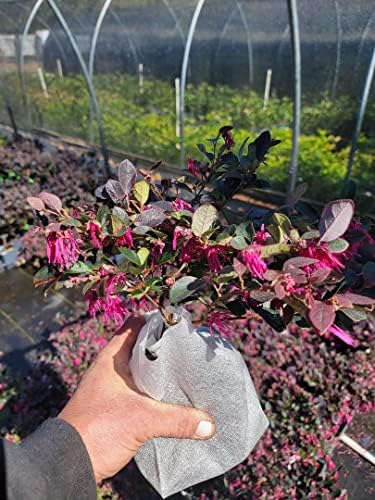 Plum Delight Loropetalum (Chinese Fringe) - Live Plant - (1 QT) - Image 6