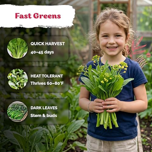 3700 Jung Green Yu Choy Sum Vegetable Seeds, Brassica Rapa VAR Parachinesis - Image 4