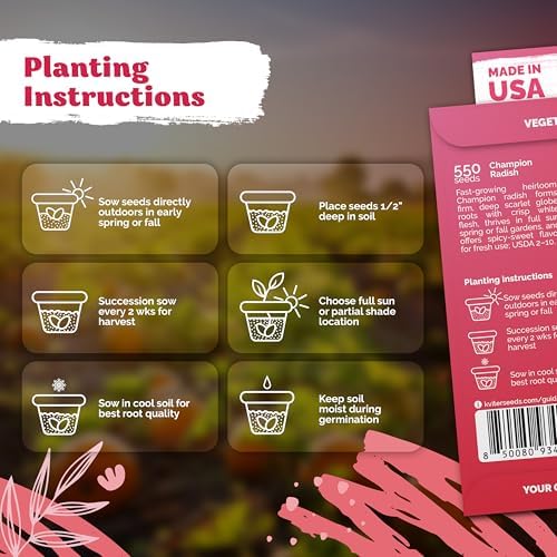 550 Champion Radish Heirloom Vegetable Seeds for Planting, Raphanus Sativus - Image 3