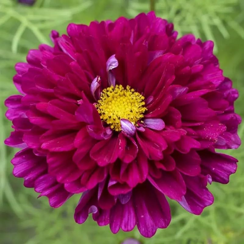 1000 Double Cosmos Seeds for Planting – Fully Double Blooms, Mixed Colors, Open-Pollinated Annual Wildflowers, Attract Butterflies & Bees, Cut Flower & Garden Bedding Use - Image 3