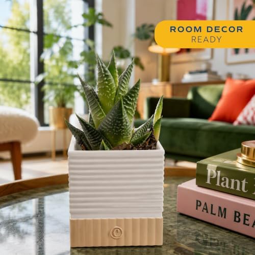 Costa Farms Succulents, Live Indoor Plant, Easy Care, Home Decor - Image 2
