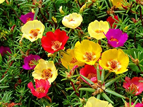 Purslane Large Flower Seed Mix Portulaca Grandiflora Seeds for Planting About 1000 Seeds by CozyCrib