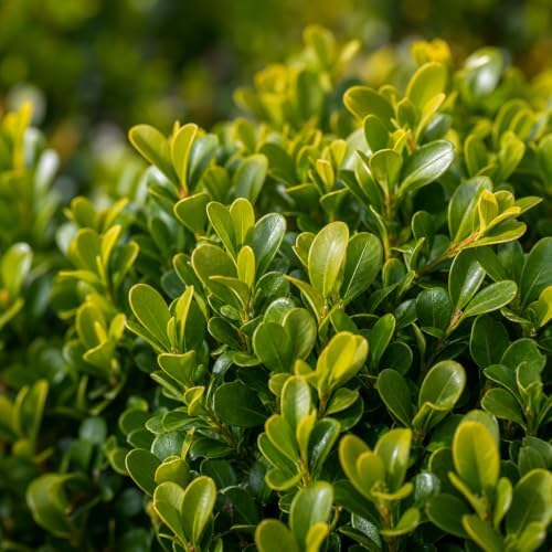 Green Mountain Boxwood | 50 Live Plants | Buxus sempervirens ‘Green Mountain’ | Evergreen Privacy Shrub | Compact Formal Garden Plants - Image 3