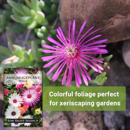 Sow Right Seeds - Mixed Annual Ice Plant Seed for Planting Flower Garden - Image 5