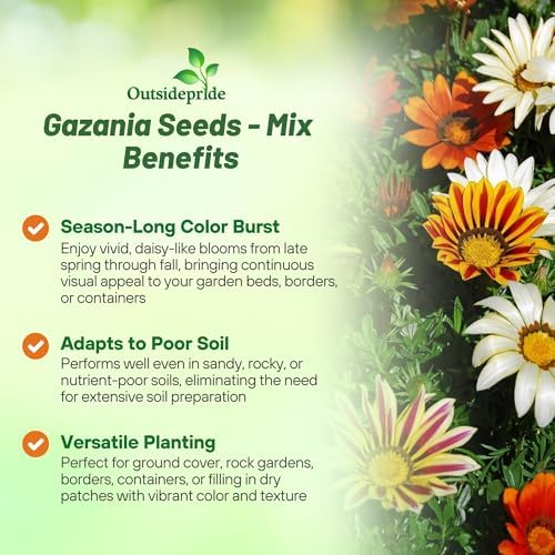 Outsidepride Mixed Gazania Seeds for Planting – 500 Pcs Perennial, Low-Maintenance, Drought-Tolerant Ground Cover Seeds for Vibrant Summer & Fall Flowers, Ideal for Outdoor Gardens (Pack of 2) - Image 3