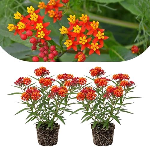 2 Tropical Milkweed Live Plants, Flowering Plant, 4-7 Inch Tall by PlantsSeedsBulbs