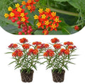 2 Tropical Milkweed Live Plants, Flowering Plant, 4-7 Inch Tall by PlantsSeedsBulbs
