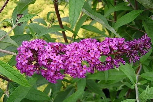 Greenwood Nursery: Live Shrub Plants - Royal Red Butterfly Bush + Buddleja/Buddleia Davidii - [Qty: 5X Pint Pots] - (Click for Other Available Plants/Quantities) by GreenwoodNursery