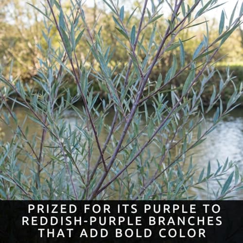 Purple Pussy Willow Tree Cuttings to Plant (4 Fresh Cuttings) – Fast Growing Ornamental Willow Shrub or Small Tree – Easy to Root Live Willow Cuttings for Landscaping & Spring Catkins - Image 2