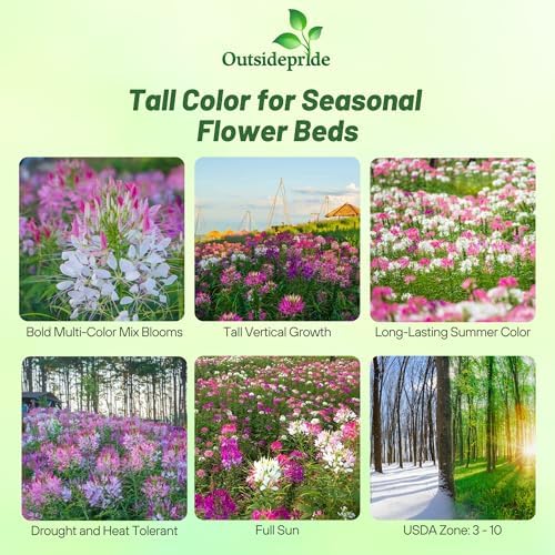 Outsidepride Cleome Seeds Mixture - 2000 Pcs Annual Flower Seeds with Large, Airy, Spidery Blooms, Drought Tolerant Spider Plant for Xeriscaping, Flower Bed, Border, Pollinator, & Cut Flower Garden - Image 2