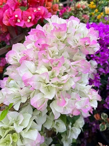 White 16" Bougainvillea - Image 4