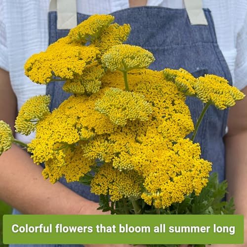 Sow Right Seeds - Yarrow Seed Collection for Planting Perennial Medicinal - Image 3