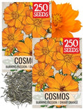 Seed Needs Orange Cosmos Seeds to Plant Cut Flowers - 2 Packs by SeedNeeds