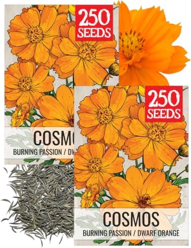 Seed Needs Orange Cosmos Seeds to Plant Cut Flowers - 2 Packs by SeedNeeds