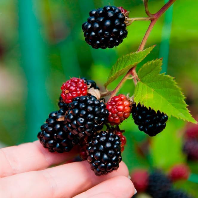 Boysenberry Plant (4 Pack) | Live Fruit Plant for Planting | Large, Juicy & Sweet Berries | Thorny & High-Yielding Variety | Grow Your Own Food in Your Edible Organic Garden | Perfect for Fresh Eating - Image 2
