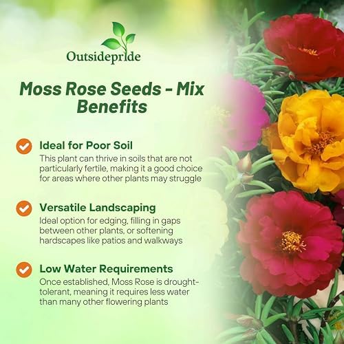 Outsidepride Mixed Moss Rose Seeds - 10000 Pcs Annual, Drought & Heat Tolerant, Pollinator Friendly Ground Cover Seeds for Planting w/Vibrant Blooms & Succulent Foliage, Ideal for Xeriscaping - Image 3
