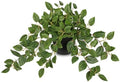 Briful Artificial Potted Plant Indoor, 19.6" Faux Watermelon Peperomia Trailing Plant in Black Pot, Realistic Fake Plants with Cascading Green Leaves for Shelf Bathroom Office Desk Kitchen Home Decor by Briful