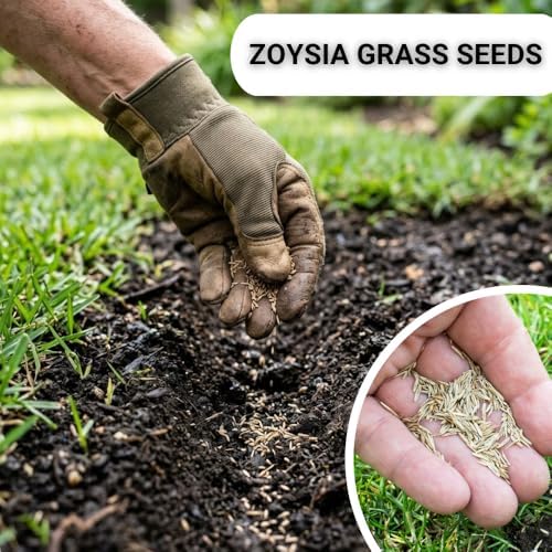80000 Zoysia Grass Seeds for Lawn, Emerald Zoysia Grass Seed - Image 3