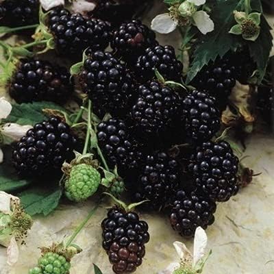 Chester BlackBerry Live Plant (5-9" Tall) – Thornless Sweet Berry Bush – Cold Hardy Zones 5-8 – Late Season Rubus Starter for Patio Containers or Outdoor Gardens – High Yield & Disease Resistant - Image 7