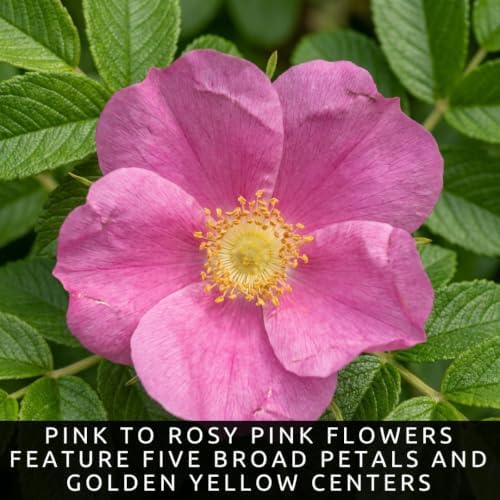 Rugosa Rose Seeds for Planting | 100 Seeds | Fragrant Pink Flowering Shrub - Image 5