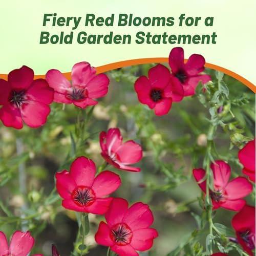 Outsidepride Scarlet Flax Seeds - 5000 Pcs Annual Flower Seeds for Planting, Self-Seeding, Drought-Tolerant w/Compact Growth, for Small Gardens, Meadows, Borders, or Mass Plantings - Image 6