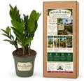 ZZ Plant, Zamioculcas Zamiifolia, Live Plants, 6-inch Pot by RosandFarms