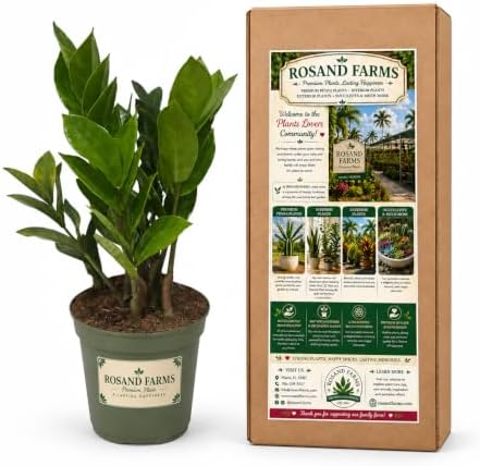 ZZ Plant, Zamioculcas Zamiifolia, Live Plants, 6-inch Pot by RosandFarms