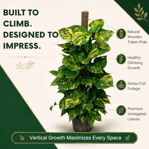 Golden Pothos Totem Pole Live Plant, 4 Ft Variegated Indoor Houseplant - Image 3
