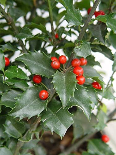 Ilex X meserveae 'Blue Princess' (Blue Holly) Evergreen, #3 - Size Container - Image 4