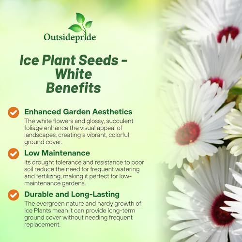 Outsidepride Gelato White Ice Plant Seeds - 5000 Pcs Perennial, Drought Tolerant Ground Cover Seeds for Planting Vibrant Trailing Blooms, Ideal for Sunny Gardens & Xeriscape Landscaping - Image 3