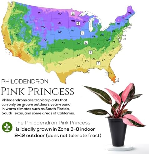 Philodendron Pink Princess (4 Pack) Live Starter Plug Plants, Variegated Indoor Houseplants, Easy Care Tropical Plants Live, Pink Foliage Houseplants - Image 5