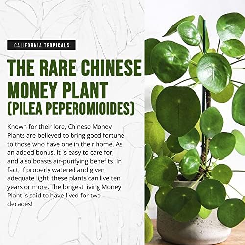 California Tropicals Rare Chinese Money Plant (Pilea Peperomioides) - Live House Plant, 4 Inch Pot for Easy Care, Perfect for Office, Home & Feng Shui Decor, Real Plants for Gardening - Image 2