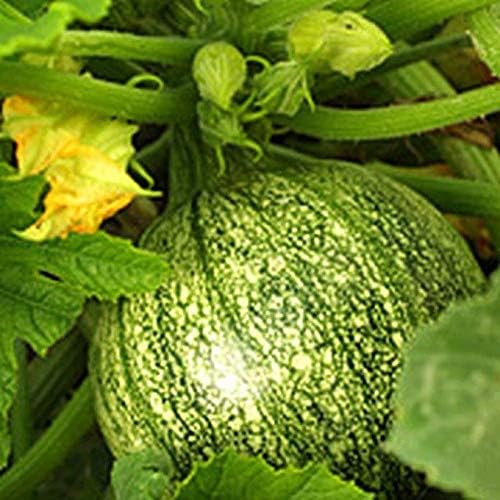 Summer Squash Seeds - 'Round Zucchini' Unusual!!! TASTY!!!!!!!!!(300 - Seeds) - Image 2