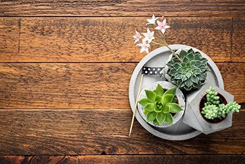 Altman Plants, Live Succulents Plants Live Houseplants (5PK), Succulent Plants Live Indoor Plants, Live Plants Indoor Live House Plants, Succulent Plant Kit, Live Cactus Plants Live in Succulent Soil - Image 5