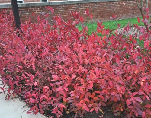 Virginia Sweetspire Shrub - 12-18" Tall Live Plant - Quart Pot - Image 6