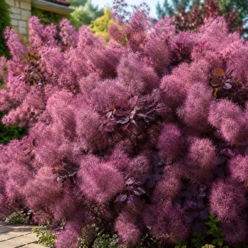 2 Purple Smoke Tree Plants Live, 6-12 Inch Tall in 4" Pot, Royal Purple Foliage Ornamental Shrub, Cold-Hardy Decorative Plant for Sun - Image 2