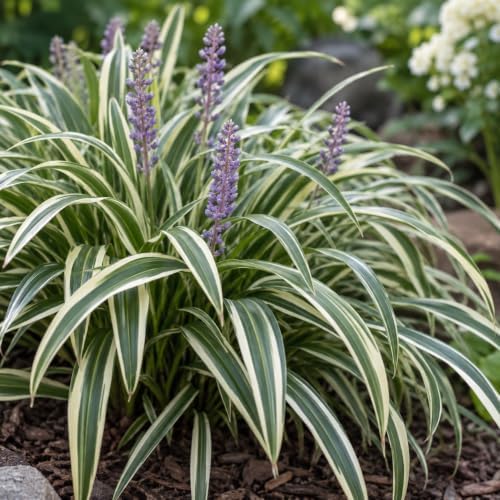 3 Variegated Liriope Live Plants Monkey Grass Liriope (3 Pack) - Image 4