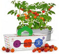 Cherry Tomato Grow Kit, All-in-One Indoor Vegetable Garden Starter Kit with Metal Planter, Complete Growing Set for Beginners, Kitchen Windowsill & Home Gardening & Plant Lovers Gift by Unknown