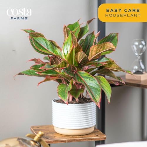 Costa Farms Chinese Evergreen, Live Indoor Plant, Easy Care, Home Decor - Image 4