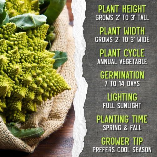 Seed Needs Romanesco Broccoli Seeds to Plant Green Cauliflower 5 Packs - Image 7