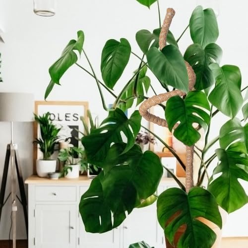 Mcbazel 63 Inch Moss Pole for Plants Monstera, Monstera Plant Support Stick, Bendable Moss Poles Plant Support Stick for Climbing Plants, Stick Support Stake Kit for Potted Plants, Pothos,Philodendron - Image 7