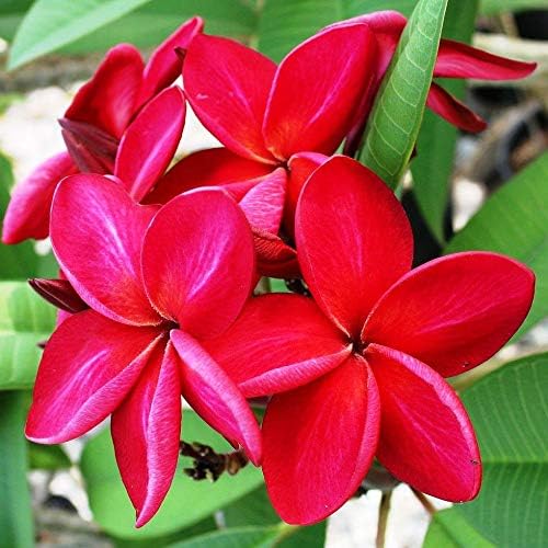 Hawaiian Red Plumeria Live Plant Cutting, Fragrant Tropical Flowering Tree - Image 2