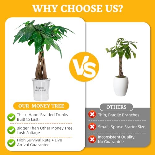 Money Tree Live Indoor Plant, Air Purifying, Easy Low Light - Image 4