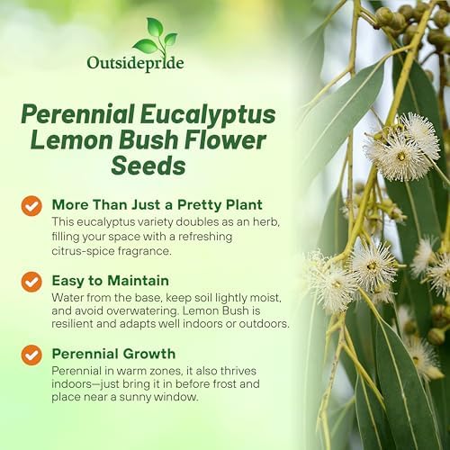Outsidepride Lemon Bush Eucalyptus Seeds - 50 Pcs. Perennial, Easy to Grow & Drought Tolerant, Flower Seeds for Planting Fragrant, Vibrant Blooms for Landscaping & Pollinator Gardens - Image 3