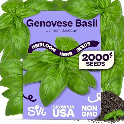 SVI 2000 Genovese Basil Seeds (Ocimum basilicum) – Sweet Basil Seed Packets – Aromatic Non GMO Heirloom Large Leaf Culinary Herb Seeds, Outdoor & Indoor Herb Garden by SVI