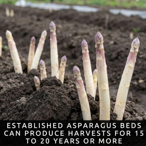 White Asparagus Seeds for Planting Heirloom Vegetable -100 Premium Seeds - Image 6