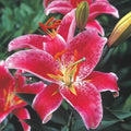Oriental Lily Star Gazer, 4 Pack Lily Bulbs, Fragrant Summer Blooms by Unknown